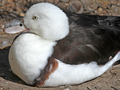 Raja Shelduck